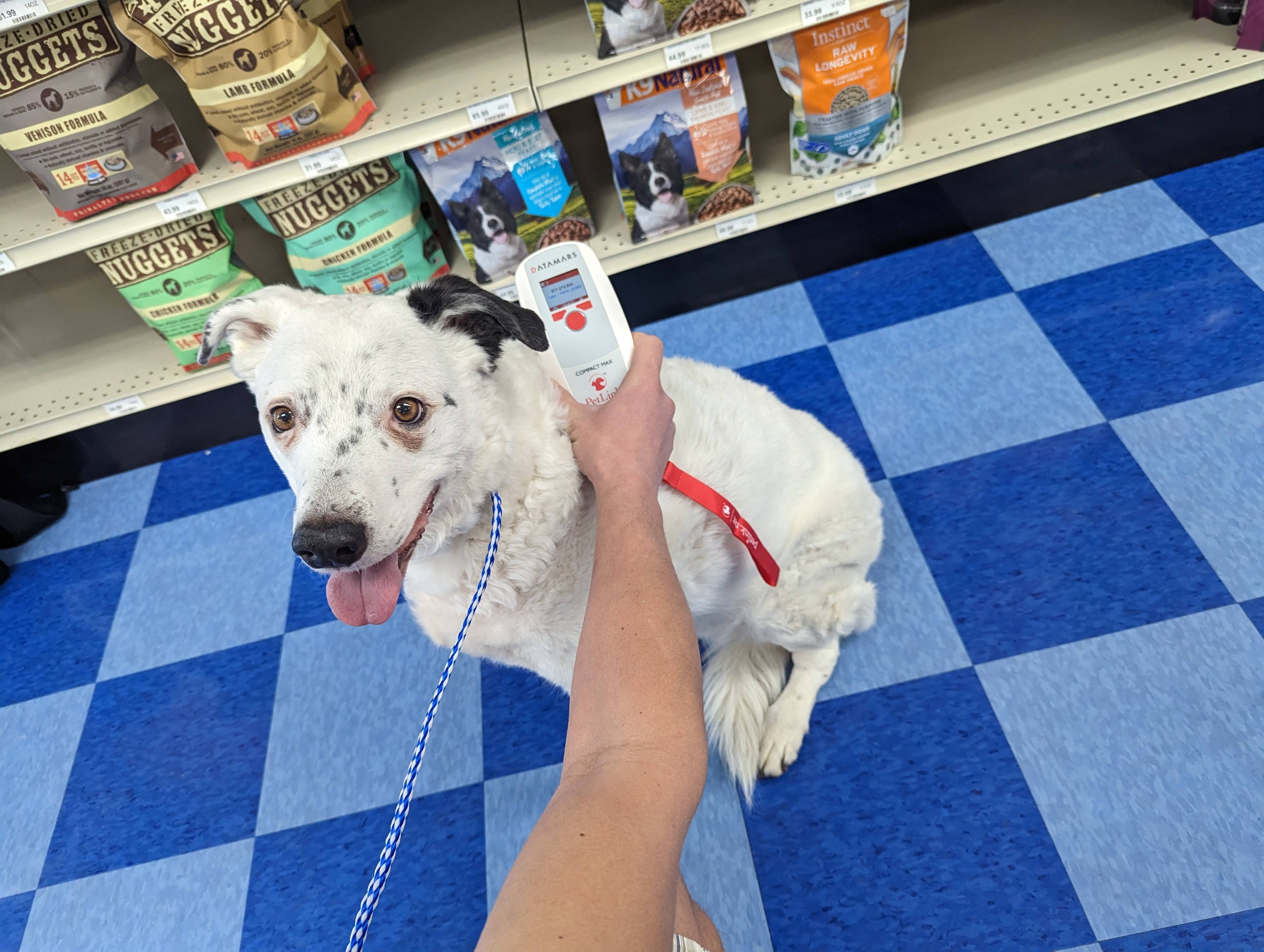 White dog being scanned for a microchip